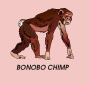 Picture of the Bonobo Chimp