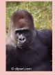 Picture of a Gorilla