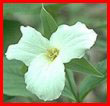 Provincial Flower of Ontario the Trillium