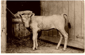 Picture of Mutant Calf Picture of Mutant Calf