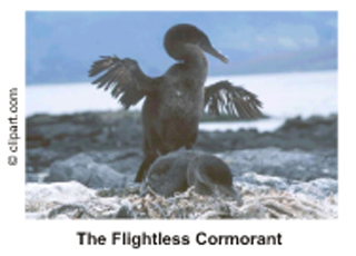 Picture of the Flightless Cormorant Picture of the Flightless Cormorant