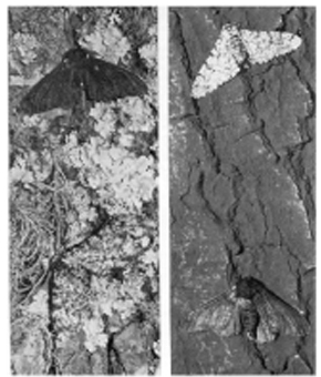 Picture Showing the Peppered Moth Picture Showing the Peppered Moth