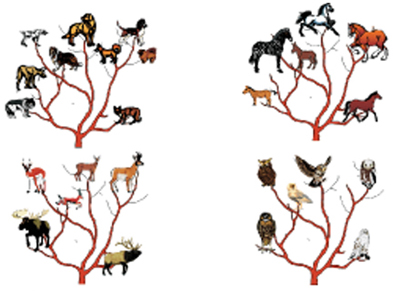 Picture Showing an Orchard of Created Kinds Picture Showing an Orchard of Created Kinds