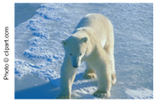 Picture of the White Polar Bear Picture of the White Polar Bear
