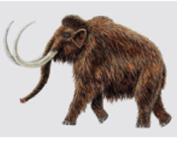 Picture Showing a Mammoth Picture Showing a Mammoth