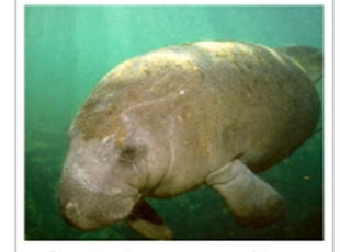 Picture Showing a Serenian Picture Showing a Serenian