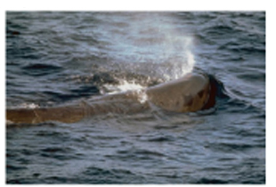 Picture of a Whale Picture of a Whale