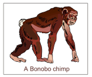 Picture of a Bonobo Chimp Picture of a Bonobo Chimp