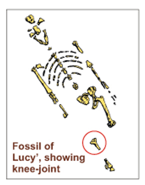 Picture of the Fossil Lucy Picture of the Fossil Lucy