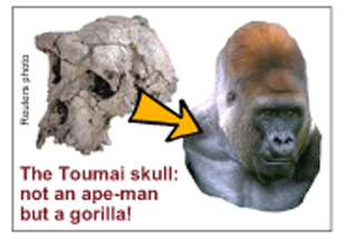 Picture of the Toumai Skull Picture of the Toumai Skull