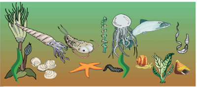 Picture Showing the Fossils Found in Cambrian Rock Picture Showing the Fossils Found in Cambrian Rock