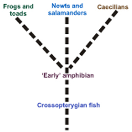Picture the Theory of Amphibian Evolution Picture Showing the Theory of Amphibian Evolution