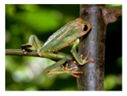 Picture of a Frog