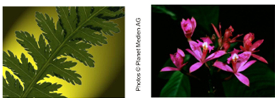 Picture of a Fern and a Flower Picture of a Fern and a Flower
