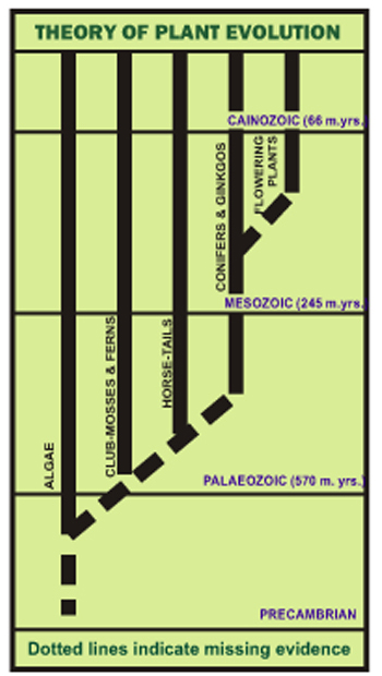 Picture Showing the Theory of Plant Evolution