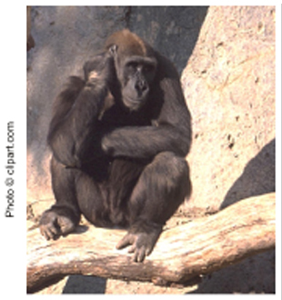 Picture of a Monkey Picture of a Monkey