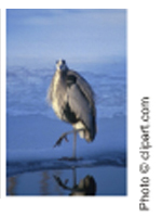 Picture of a Wading Bird Picture of a Wading Bird