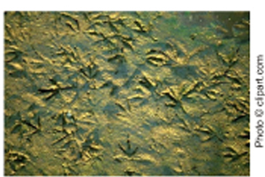 Picture of Fossil Bird Tracks Picture of Fossil Bird Tracks