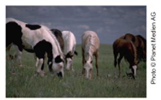 Picture Showing Horses Grazing Picture Showing Horses Grazing