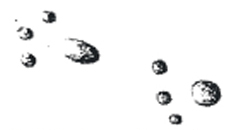 A Sketch of Mammal Tracks Found A Sketch of Mammal Tracks Found