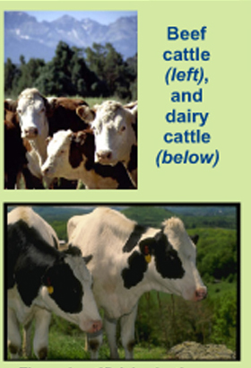 Picture of Beef Cattle and Dairy Cattle Picture of Beef Cattle and Dairy Cattle