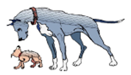 Picture Showing Different Varieties of Dogs Picture Showing Different Varieties of Dogs
