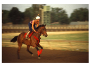 Picture of a Race Horse Picture of a Race Horse