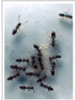 Picture of an Ant Community Picture of an Ant Community