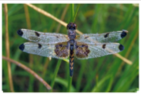 Picture of a Dragonfly Picture of a Dragonfly