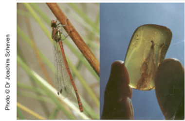 Picture of an Ancient Insect and an Identical Living Insect Picture of an Ancient Insect and an Identical Living Insect