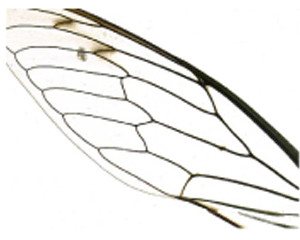 Picture of a Insect Wing Picture of a Insect Wing