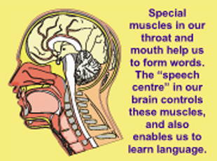 Picture Showing the Human Brain Picture Showing the Human Brain