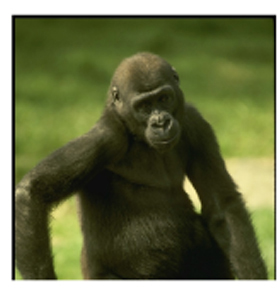 Picture Showing a Chimpanzee Picture Showing a Chimpanzee