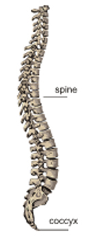 Picture of a Coccyx