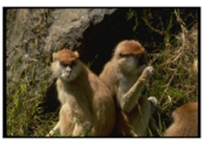 Picture of a Monkey Picture of a Monkey