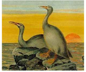 Picture of a Hesperomis Picture of a Hesperomis