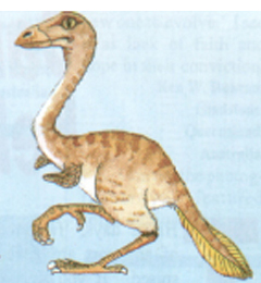 Picture of a Mononychus Picture of a Mononychus