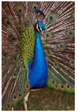 Picture of a Peacock Picture of a Peacock