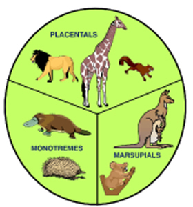 Picture Showing the Three Sub-classes of Mammals Picture Showing the Three Sub-classes of Mammals