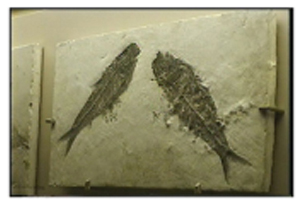 Picture Showing some Fish Fossils Picture Showing some Fish Fossils