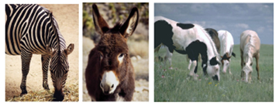 Picture of a Various Horses Picture of a Various Horses