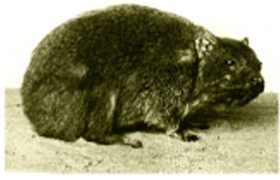 Picture of a Hyrax Picture of a Hyrax