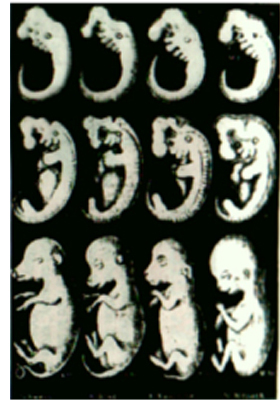 Picture Showing Some of Haeckel's Faked Drawings Picture Showing Some of Haeckel's Faked Drawings