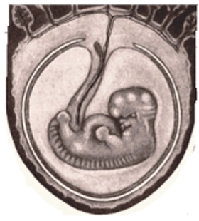 Picture of a Human Embryo Picture of a Human Embryo