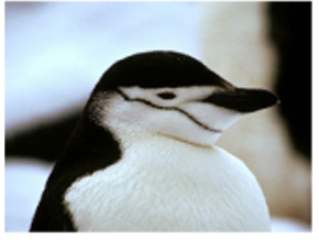 Picture of a Penguin Picture of a Penguin