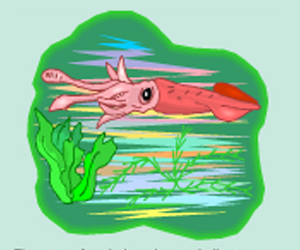 Picture of a Cephalopod Picture of a Cephalopod