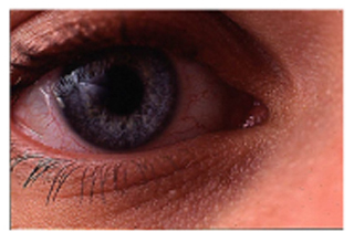Picture of a Human Eye Picture of a Human Eye