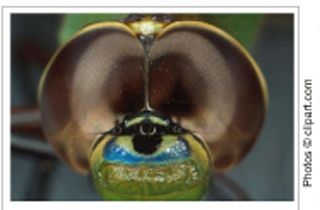 Picture of an Insect Eye Picture of an Insect Eye