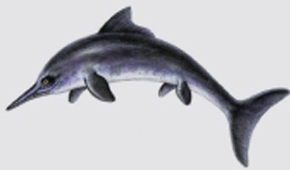 Picture Showing an Ichthyosaur Picture Showing an Ichthyosaur
