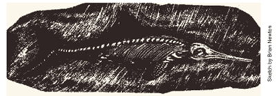 Picture Showing a Ichthyosaur Fossil with Skin Impression Picture Showing a Ichthyosaur Fossil with Skin Impression